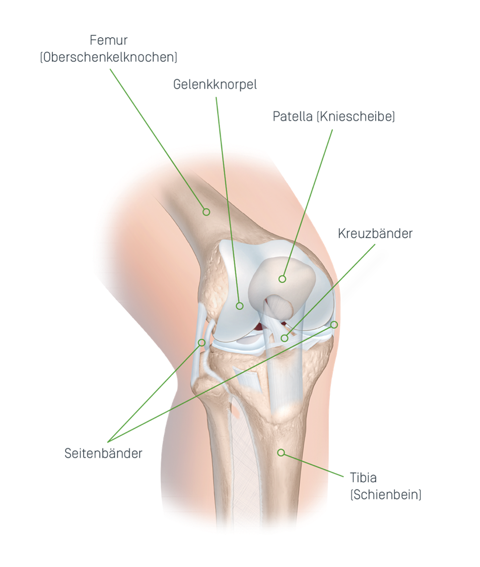 Knie